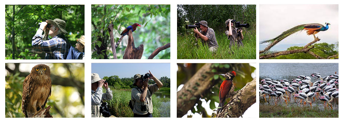 Bird waching tours in Sri Lanka