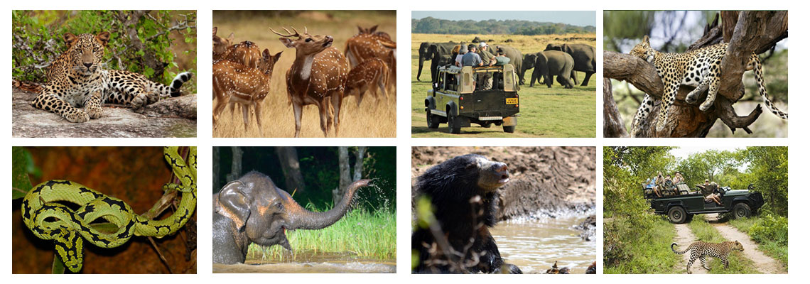 Wild life Tours