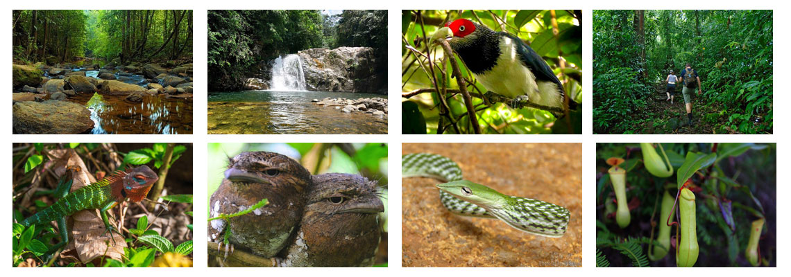 Sinharaja Rain forest Sri Lanka