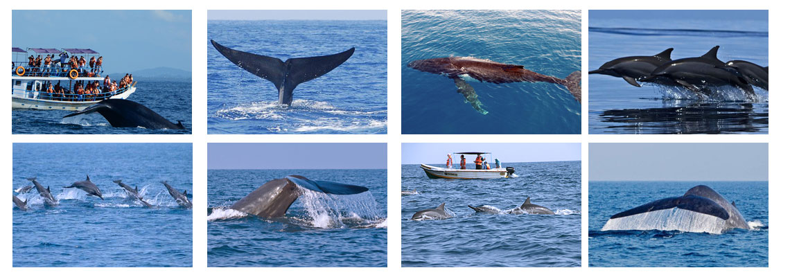 Whale watching in Sri Lanka