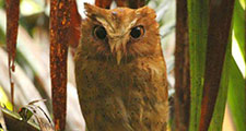Bird Watching Sri Lanka