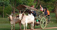 Village tours in  Sri Lanka
