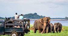 Wild life safari Sri Lanka