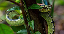 Sinharaja Forest Reserve