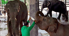 Elephant Orphanage Pinnawala