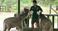 Elephant Transit Home, Udawalawe Sri Lanka
