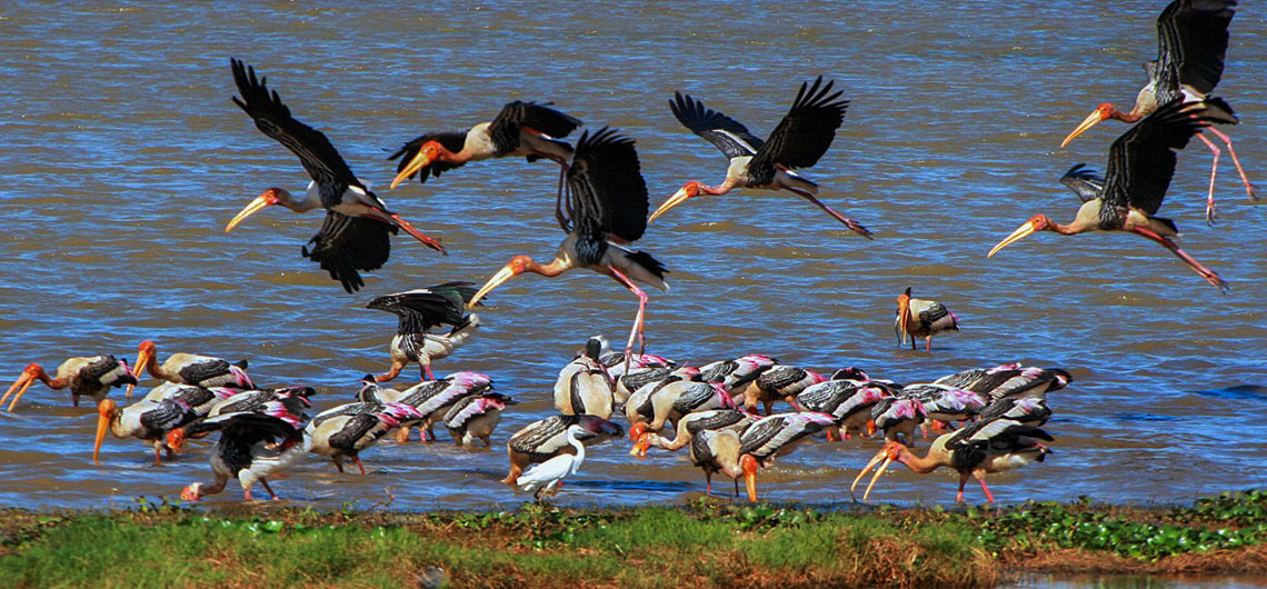 bird watching in Sri Lanka