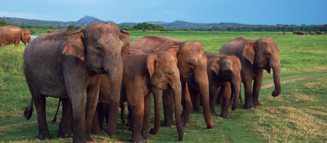 Elephants in Sri Lanka, Ceylonwide Tours, Tours in Sri Lanka, Sri Lanka Holidays, accommodation in Waskaduwa, Kalutara, Sri Lanka