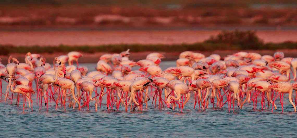 Flemingos, Ceylonwide Tours, Tours in Sri Lanka, Sri Lanka Holidays, accommodation in Waskaduwa, Kalutara, Sri Lanka
