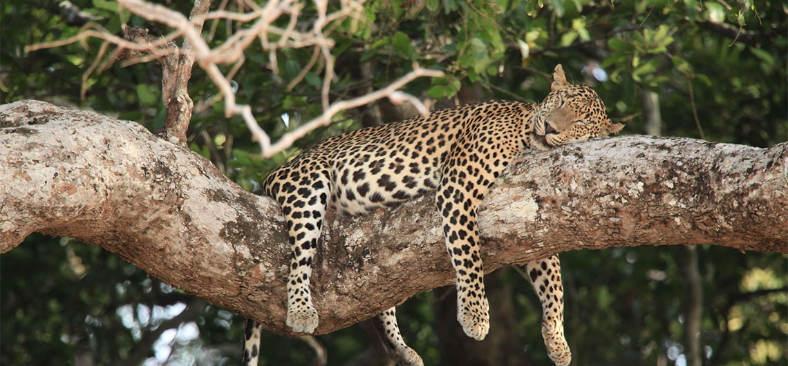 Leopard in Yala, Ceylonwide Tours, Tours in Sri Lanka, Sri Lanka Holidays, accommodation in Waskaduwa, Kalutara, Sri Lanka