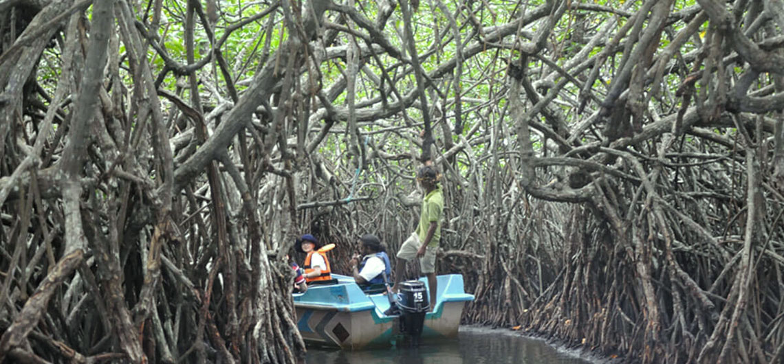 Madu river boat safari, Ceylonwide Tours, Tours in Sri Lanka, Sri Lanka Holidays, accommodation in Waskaduwa, Kalutara, Sri Lanka