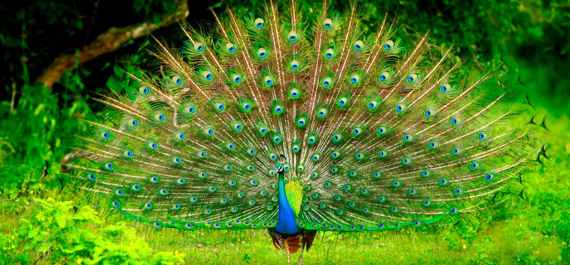 Peacock in srilanka, Ceylonwide Tours, Tours in Sri Lanka, Sri Lanka Holidays, accommodation in Waskaduwa, Kalutara, Sri Lanka