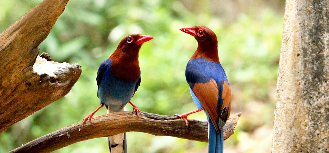 sri lankan blue magpie, Ceylonwide Tours, Tours in Sri Lanka, Sri Lanka Holidays, accommodation in Waskaduwa, Kalutara, Sri Lanka