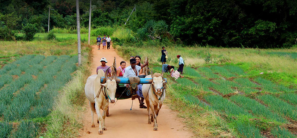 village tour, Ceylonwide Tours, Tours in Sri Lanka, Sri Lanka Holidays, accommodation in Waskaduwa, Kalutara, Sri Lanka