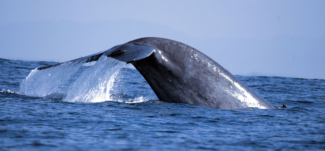 Whale watching in Mirissa
