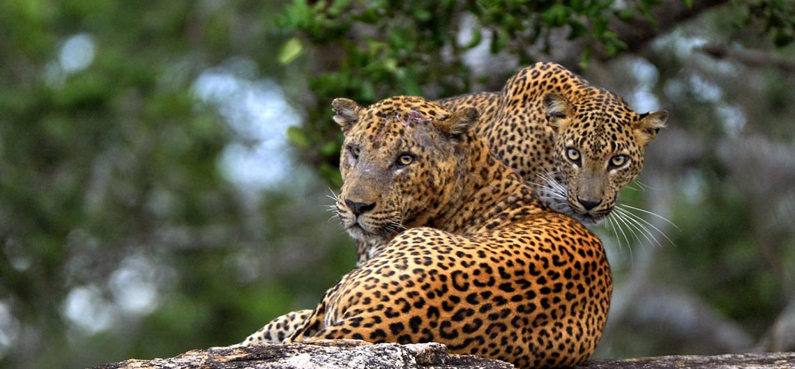 Wild life safari in Sri Lanka
